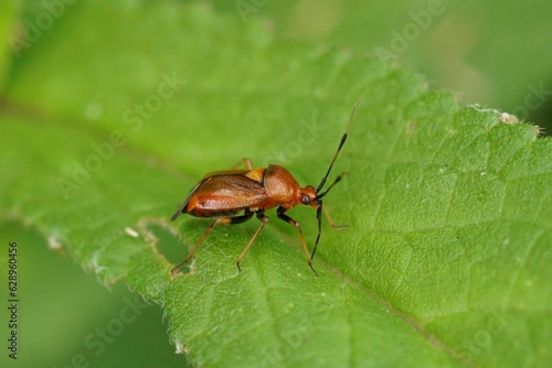 Closeup on the colorful red mirid bug, Deraeocoris ruber sitting on a green leaf © Henk Wallays/Wirestock Creators