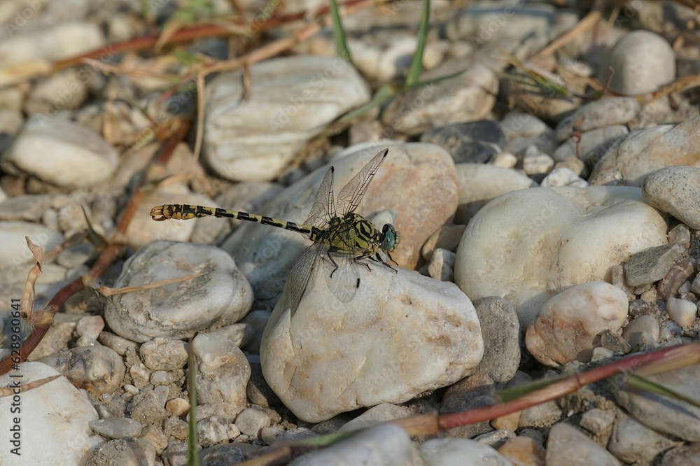 Closeup on a male the small pincertail or green-eyed hook-tailed dragonfly, Onychogomphus forcipatus Closeup on a male the small pincertail or green-eyed hook-tailed dragonfly, Onychogomphus forcipatus