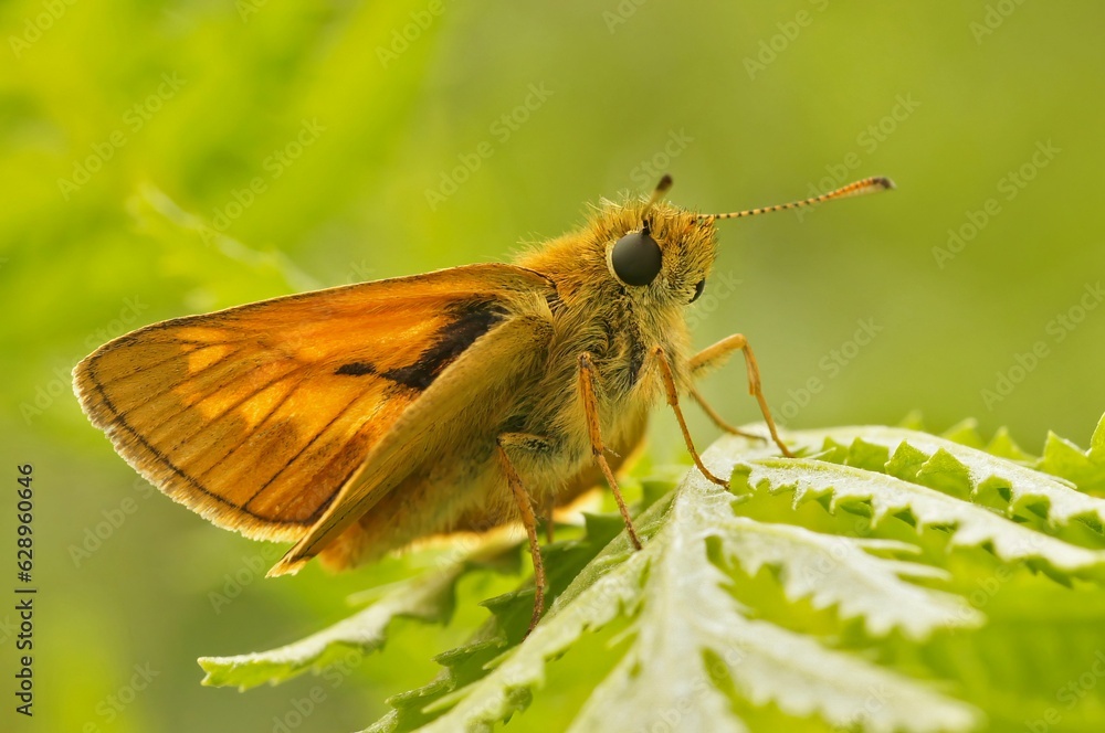 Closeup on a European Large skipper butterfly ,Ochlodes sylvanus sitting on a green leaf Closeup on a European Large skipper butterfly ,Ochlodes sylvanus sitting on a green leaf