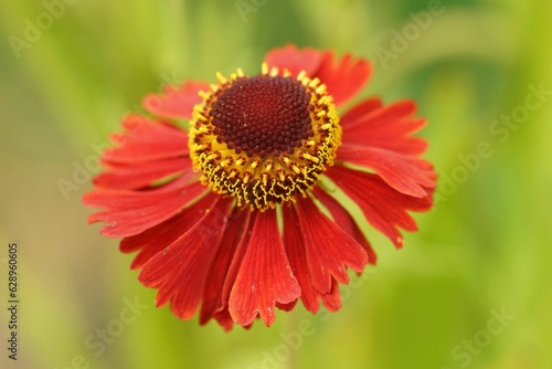 Colorful closeup on the eye-catching red flower variety of Helenium Moerheim beauty