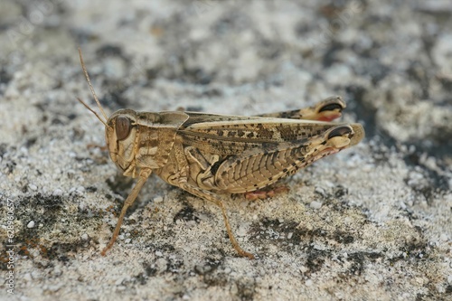 Closeup on an isolated colorful Mediterranean Calliptamus locust grasshopper, sitting on the ground