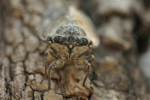 Frontal closeup on the Mediterranean Common Cicada Lyristes plebeja sitting on a tree trunk