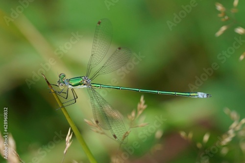 Closeup on a Small emerald spreadwing damselfly, Lestes virens perched in the vegetation