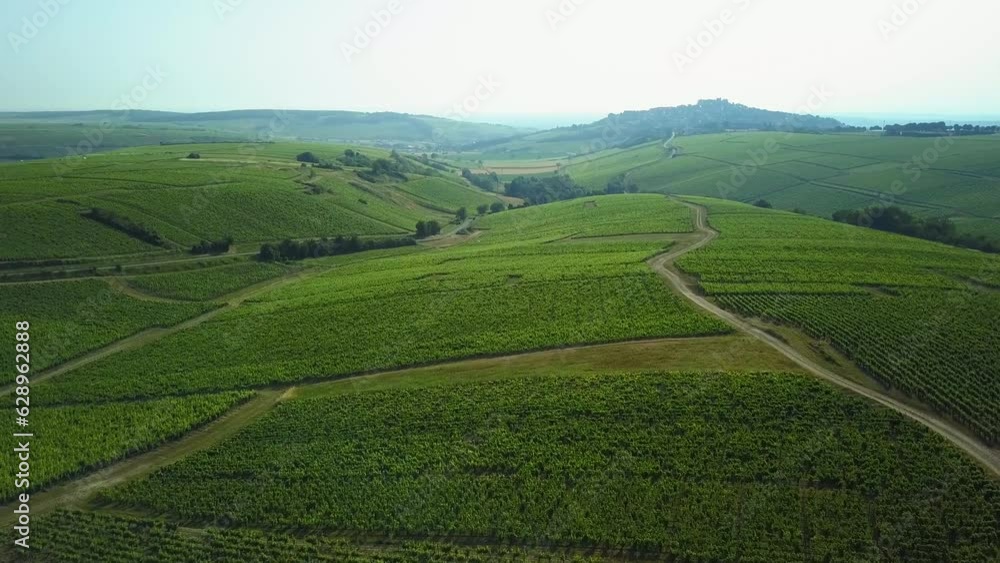 Aerial video of the green leaves of growing grapes in the winery Aerial video of the green leaves of growing grapes in the winery