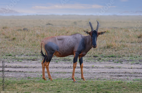 Bubal antelope graze