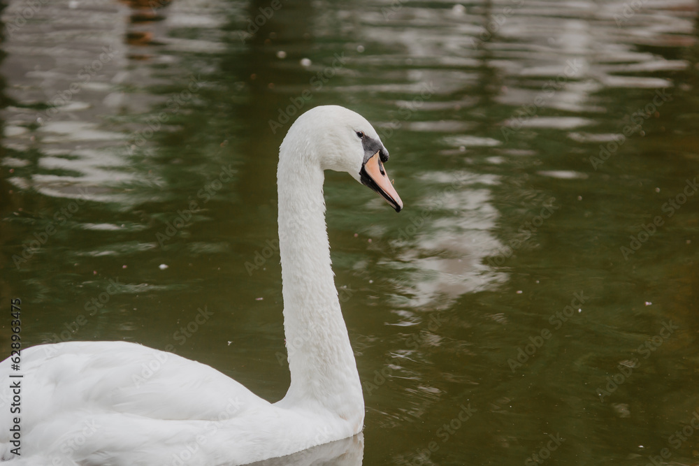swan on the lake swan on the lake