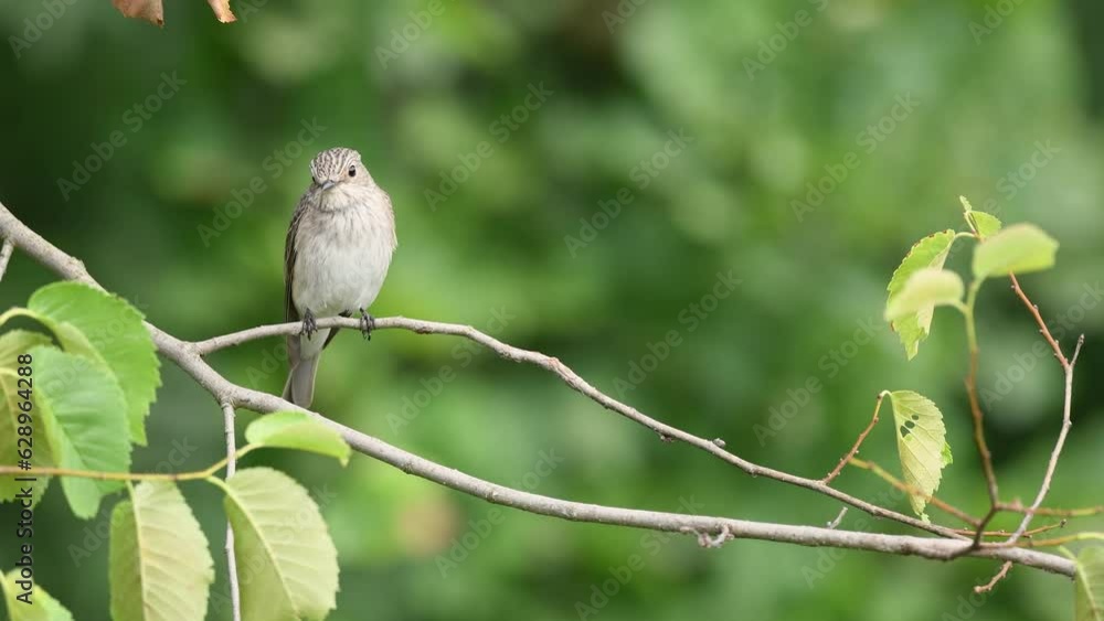 Spotted Flycatcher (Muscicapa striata) perched on a branch to hunt insects in the forest. Spotted Flycatcher (Muscicapa striata) perched on a branch to hunt insects in the forest.