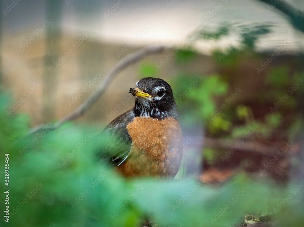 Closeup of a vibrant American robin perched on a branch in a lush green with a blurry background Closeup of a vibrant American robin perched on a branch in a lush green with a blurry background