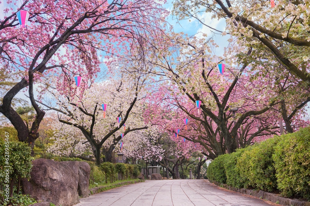 Pathway of the Asukayama park surrounded by pink and white cherry blossoms trees.