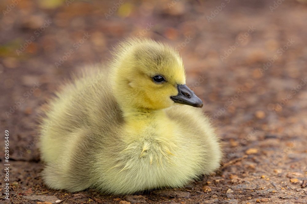 Closeup of a little duck perched on the ground Closeup of a little duck perched on the ground