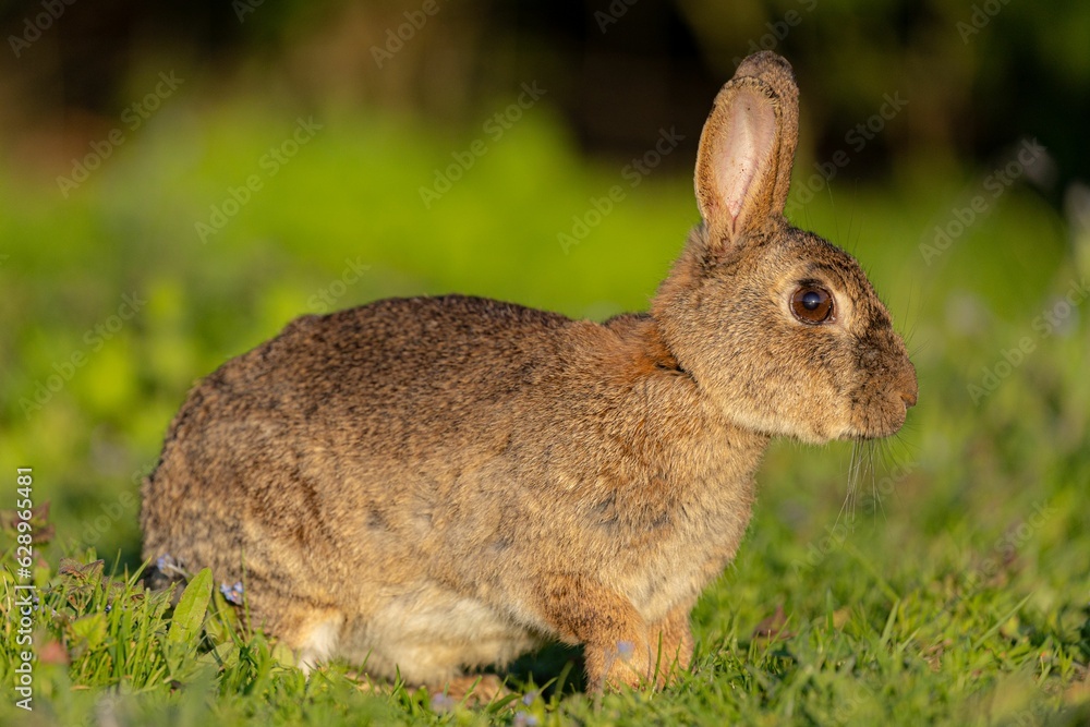 Closeup of a brown rabbit perched on green grass Closeup of a brown rabbit perched on green grass