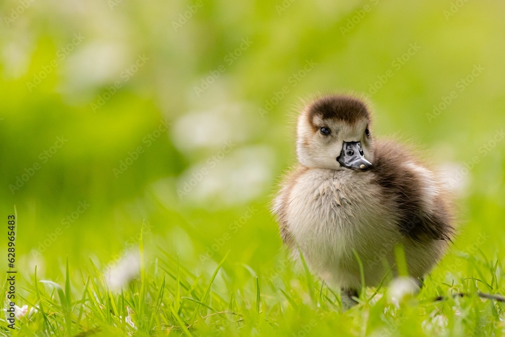 Closeup of a little duck perched on green grass Closeup of a little duck perched on green grass
