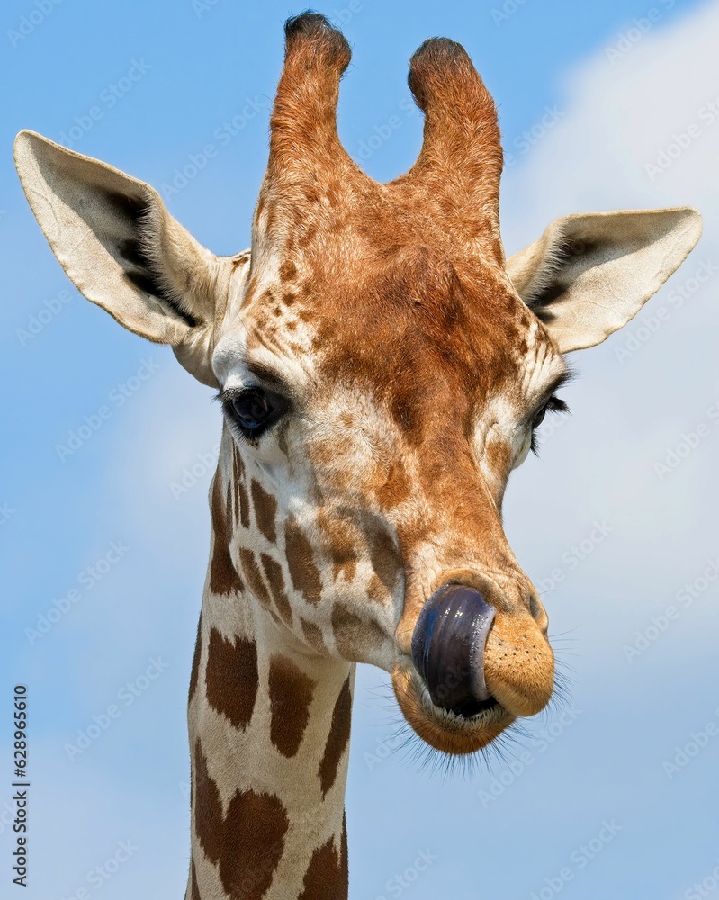 Naklejka premium Portrait of a male giraffe under the sunlight and a blue cloudy sky