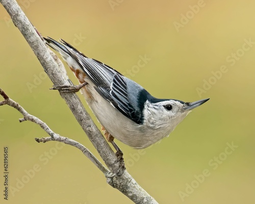 Closeup of a White-breasted Nuthatch perched on a tree branch with a blurry background