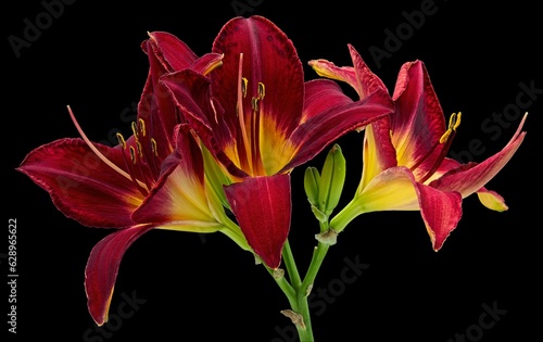 Closeup of red daylilies under the lights isolated on a black background