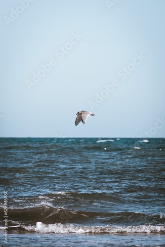 Seagull flying over the sea in search of food