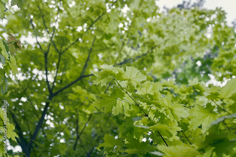 Spring seasonal background of green maple leaves. Eco-friendly concept. Fresh green leaves on a tree in daylight. High quality photo