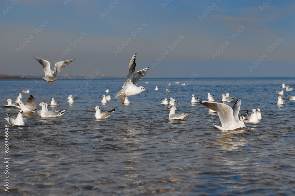 Seagulls rest on the water, take off, catch bread that is thrown to them