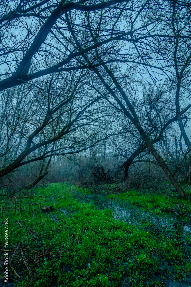 cold foggy lion, during sunset, in which bare bent trees grow, around which green grass grows cold foggy lion, during sunset, in which bare bent trees grow, around which green grass grows