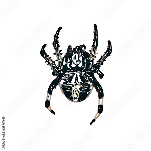 Color sketch of spider with transparent background © Afifudin
