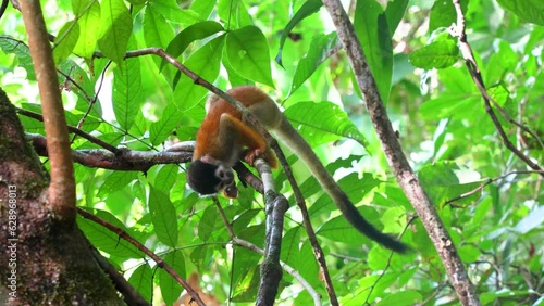 Endemic Squirrel Monkey, Saimiri oerstedii, eating a scorpion in Costa Rica's Corcovado National Park