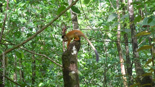 Endemic Squirrel Monkey, Saimiri oerstedii, jumping from its feeding perch in Costa Rica's Corcovado National Park