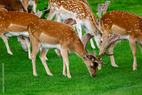 Tableau sur toile Male fallow deer Dama dama, with antlers covered in velvet, grazing green grass