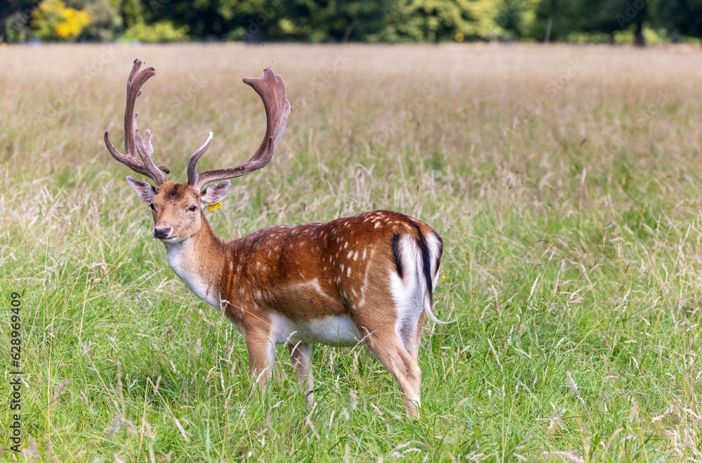 Male Fallow deer Male Fallow deer