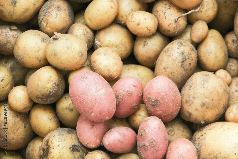 viele verschiedene Kartoffeln Hintergrund Sorten Arten viele verschiedene Kartoffeln Hintergrund Sorten Arten