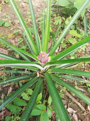 Wallpaper Mural Planta de piña Torontodigital.ca