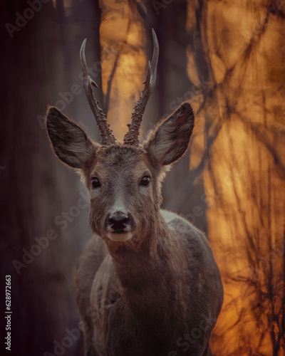 Fototapeta Naklejka Na Ścianę i Meble -  deer in the woods