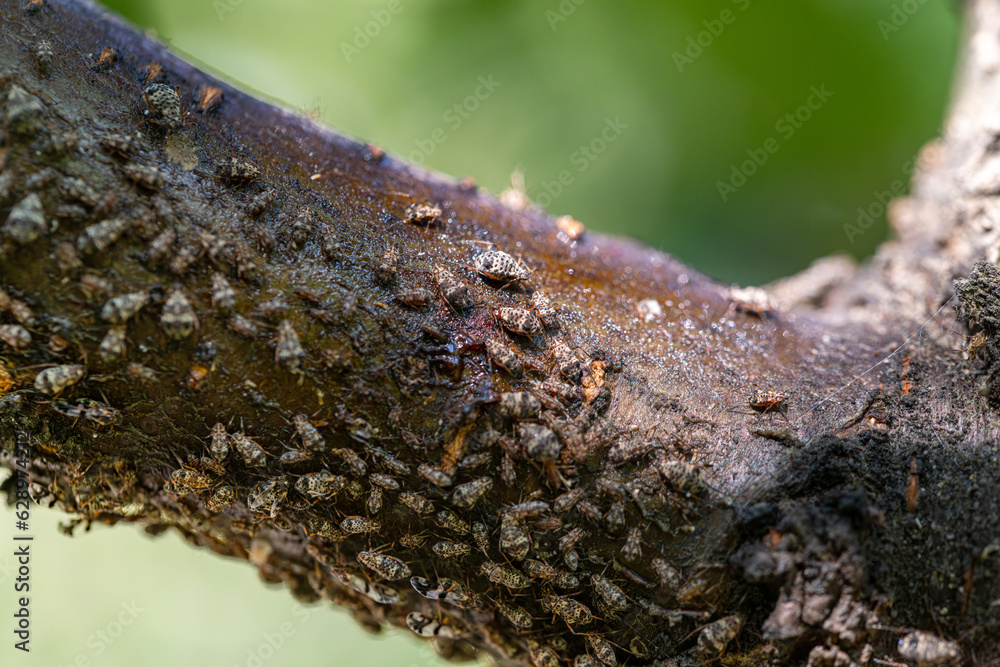 Aphids on a branch of tree Aphids on a branch of tree