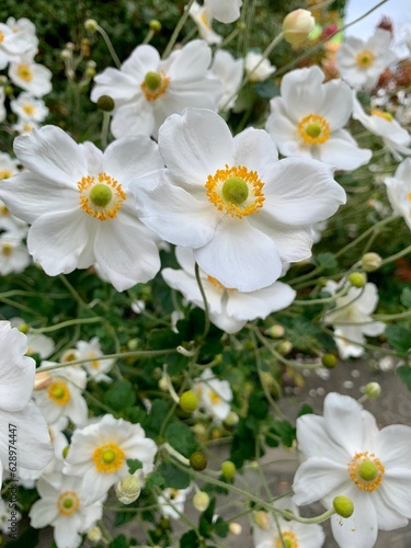 white flowers