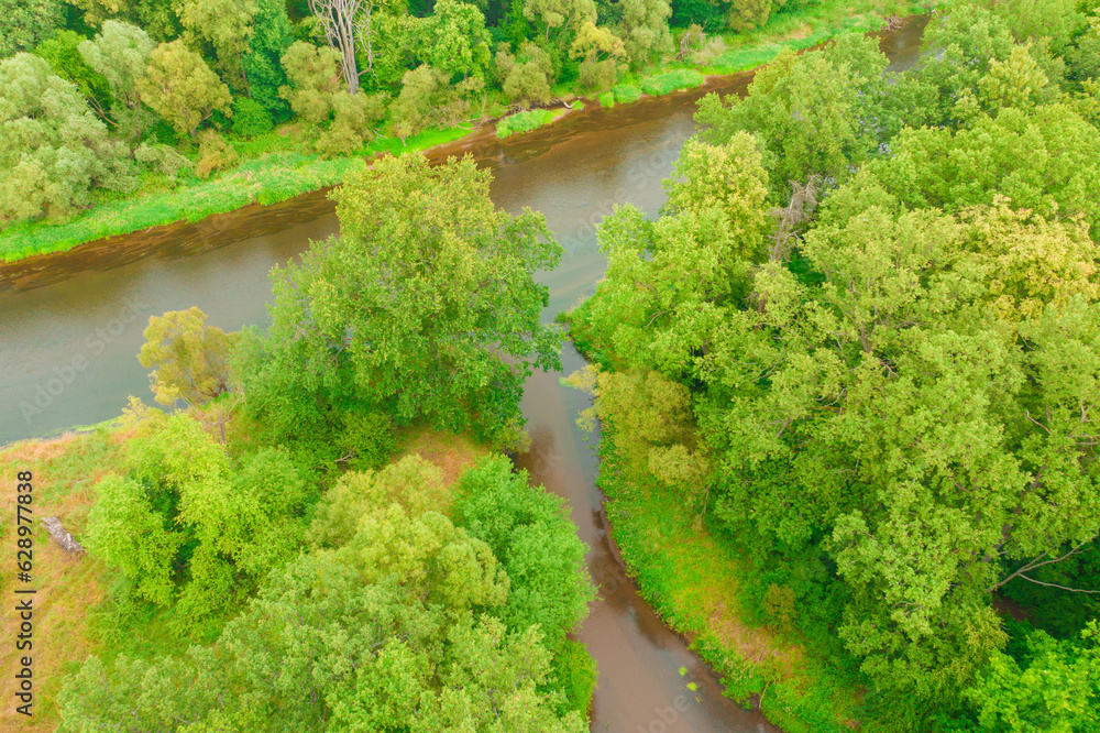 Teren porośnięty liściastym lasem. Pomiędzy drzewami widać ujście rzeki Czerna do rzeki Bóbr w pobliżu miasta Żagań w Polsce. Zdjęcie z drona. - obrazy, fototapety, plakaty 
