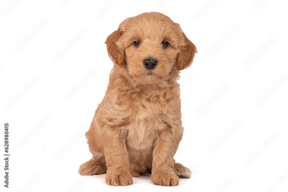 Adorabe Labradoodle pup, looking straight into camera, isolated on white Adorabe Labradoodle pup, looking straight into camera, isolated on white