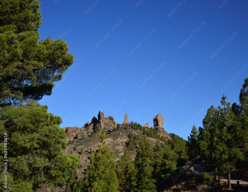 Beautiful mountain scenery, pine forest and Roque Nublo in the background with splendid blue sky, summit of Gran Canaria, Spain 