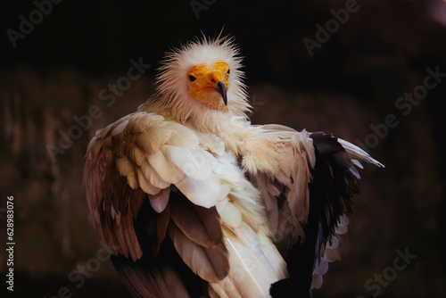 retrato de alimoche limpiándose las plumas, retrato de ave rapaz, alimoche cara photo