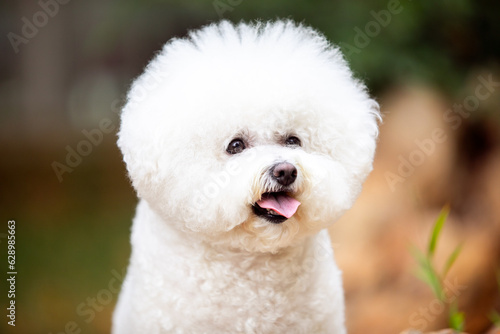 
Cute white dogs of the Bichon Frize breed