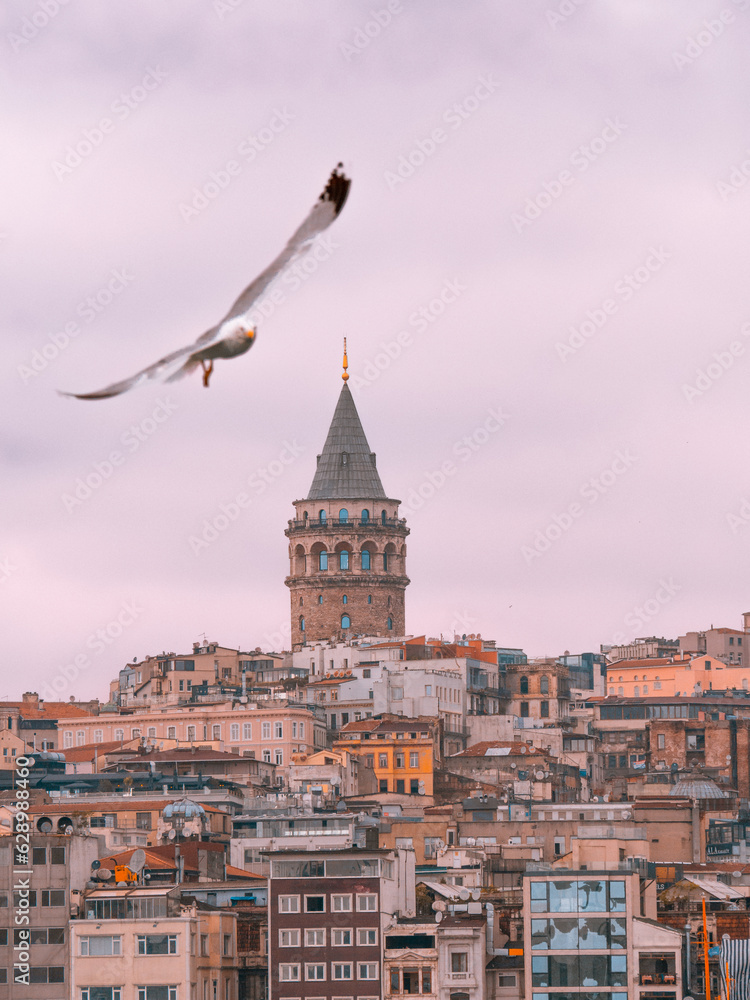 Obraz premium Galata Tower with Seagull