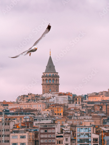 Galata Tower with Seagull