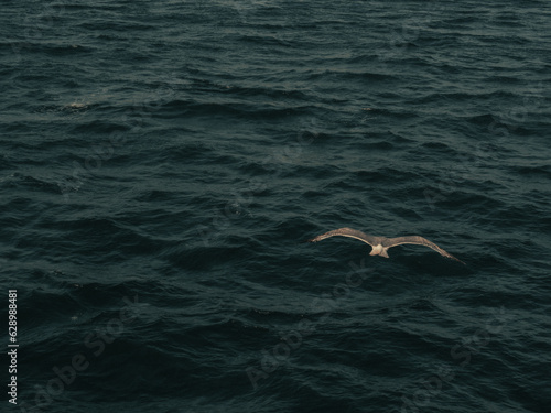 a seagull on the sea © osman