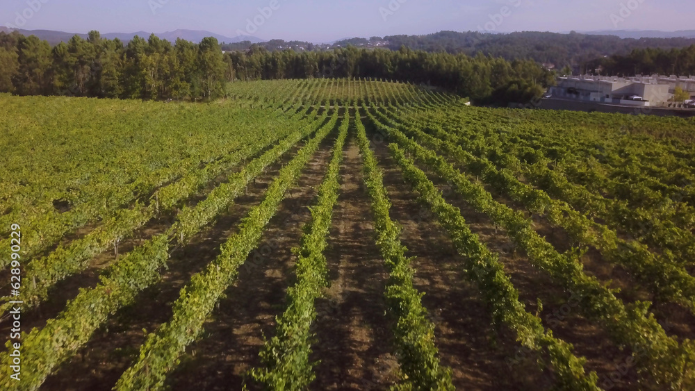 Rows of grape vines