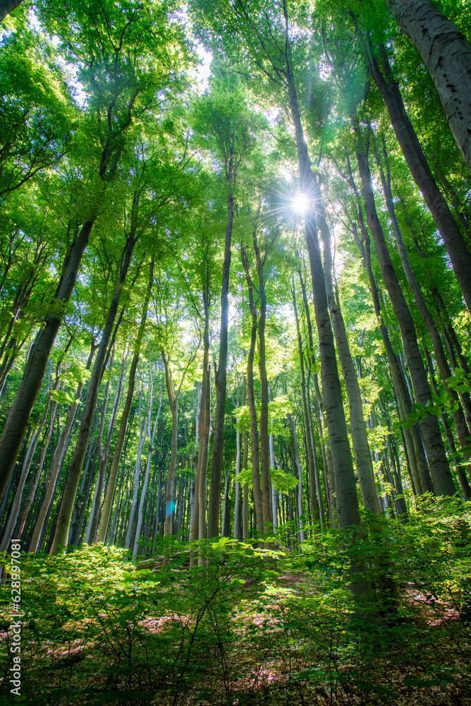 Fototapeta premium Forest scene with a view looking up on the tree crowns and sunlight braking through the foliage