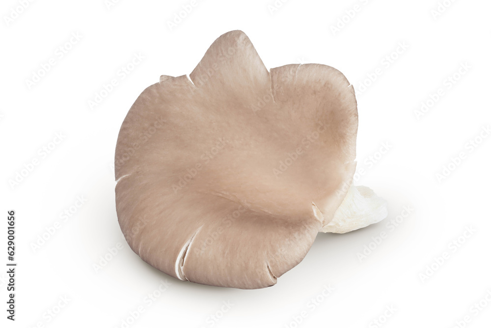 Fototapeta premium Oyster mushrooms isolated on white background with full depth of field