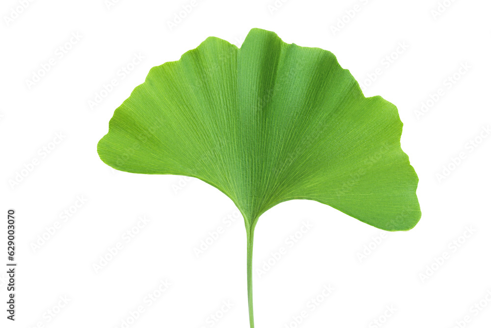 Fototapeta premium Green ginkgo biloba leaves isolated on white background. Top view. Flat lay