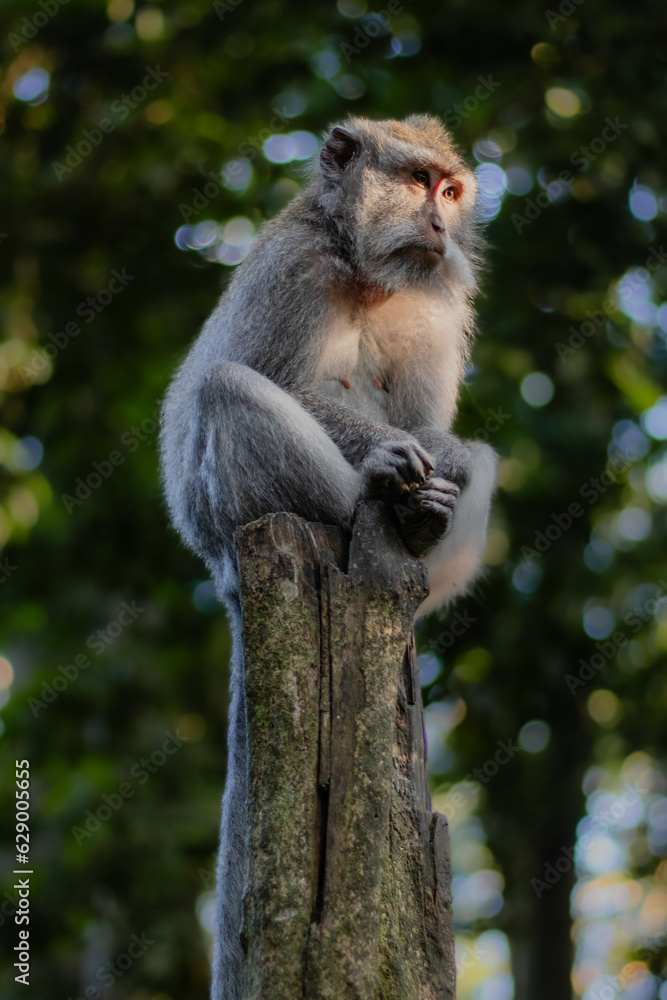 Monkey chilling on a tree trunk Monkey chilling on a tree trunk