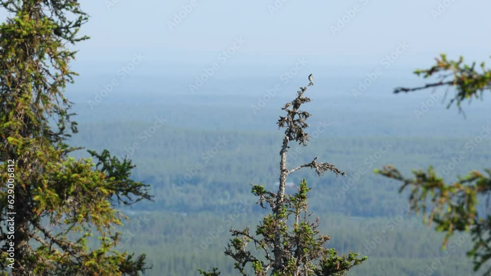 Colorful male Red-flanked bluetail singing on top of a Spruce in a Northern forest near Kuusamo, Finland Colorful male Red-flanked bluetail singing on top of a Spruce in a Northern forest near Kuusamo, Finland