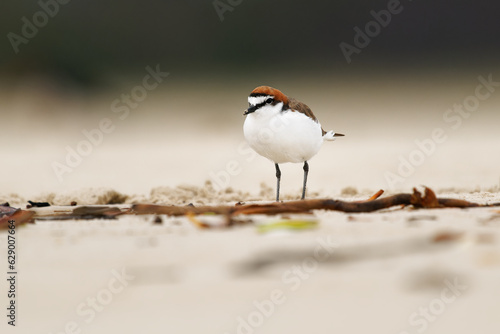 Red-capped plover (Charadrius ruficapillus) a small wader, shorebird on the beach in Australia. Small water bird with red ginger head with orange background, also known as Red-capped dotterel photo