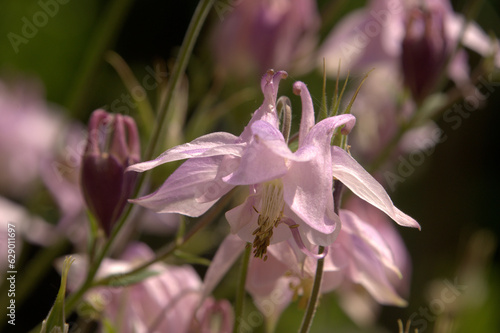 Tableau sur toile Pink Aquilegia flowers in herbaceous border