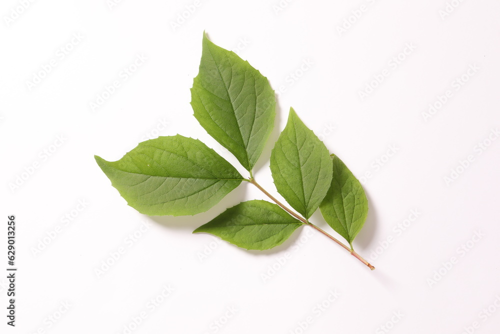 Fototapeta premium green leaves isolated on white